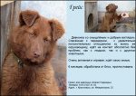 Красноярск. Человек собаке друг — это знают все вокруг: школьники сделают паспорта для бродячих собак