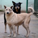 Президент РФ. Владимир Путин подписал закон о штрафах за нарушения в сфере обращения с животными