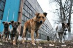 АСДГ. Итоги I заседания Совета АСДГ 28-го созыва
